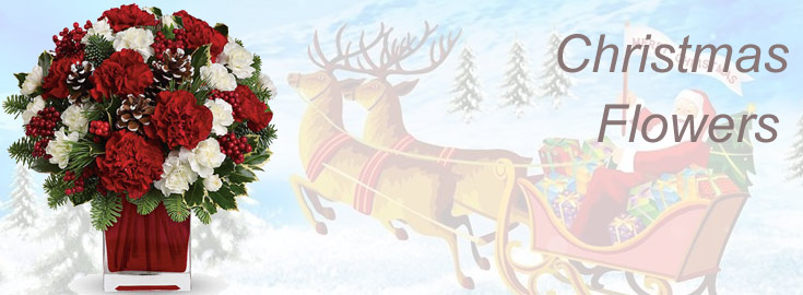 Christmas Flowers in India