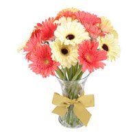 Send Online Order for Rakhi with Mix Gerbera in Vase 15 Flowers in India