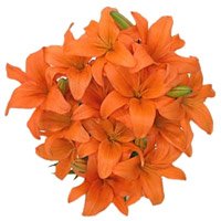 Bhai Dooj Flower Pack of 15 orange lily