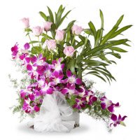 Buy Rakhi and Orchids and Roses Arrangement 16 Flowers in India