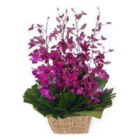 Online Delivery of Rakhi with Purple Orchids Flower Basket in India