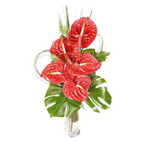 Send Flowers to India