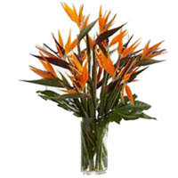 Flowers to India