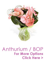 Flowers to India : Send Anthurium Flowers to India : Bird Of Paradise Flowers to India