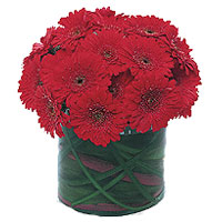 Karva Chauth Gifts to India : Gerbera Flowers to India