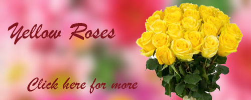 Yellow Roses to India